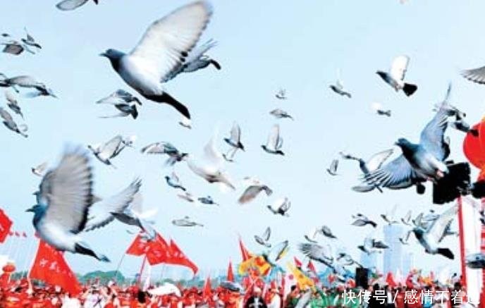 阅兵仪式后, 上万只放飞的鸽子最后会飞到什么