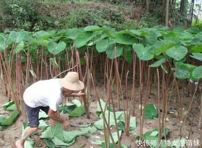 小时候拿来喂猪的东西，现在大家却花钱抢着吃，你吃过吗？