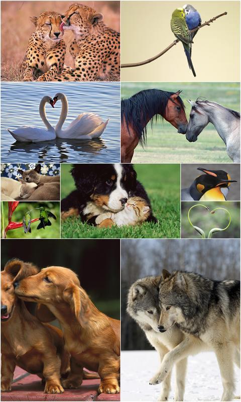 动物爱情动态主题壁纸