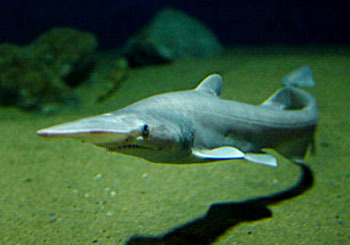 基本资料 剑吻鲨科是鼠鲨目的一科,本科鲨鱼的眼小,吻向前突起,形成一