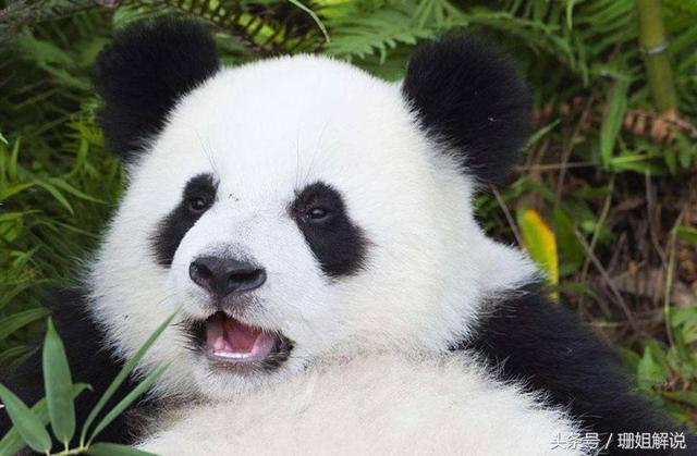 身为国宝的大熊猫是熊还是猫,又是属于哪一种