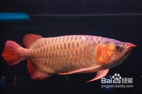 black <strong><mark>arowana</mark></strong>Ask the gods