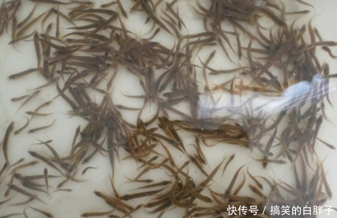 水中参的养殖方式,南北气温各不同,细节千万要