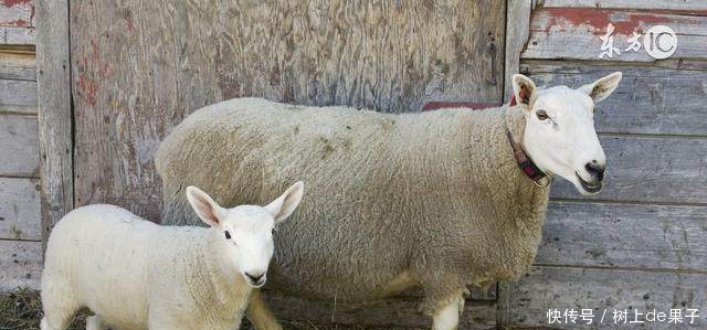 不同月份出生的属羊人,命运也是不同的!