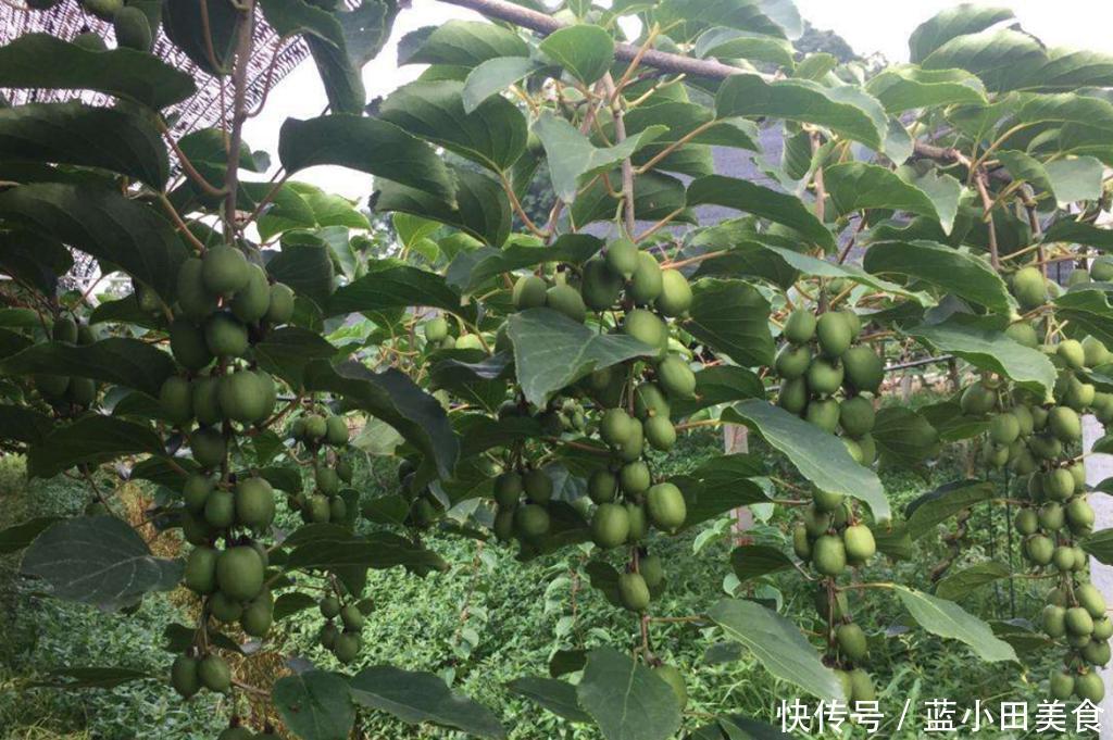 中国新兴的水果,甜度和蜂蜜一样,种植超简单!