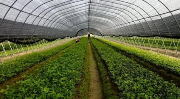 国际贸易是做什么的