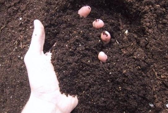 知道你家的盆土是酸性还是碱性?教你一眼认出