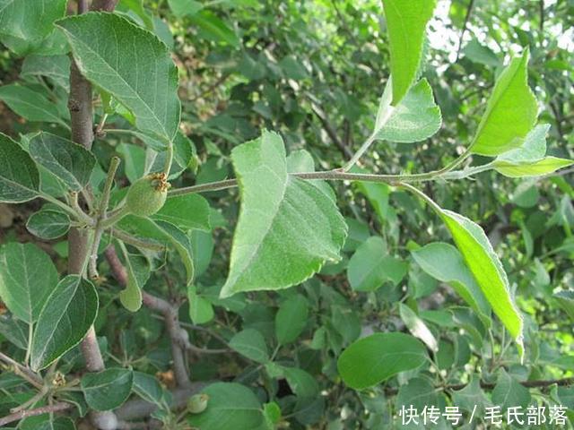 苹果树栽培技术|采用目标产量法 科学选留果