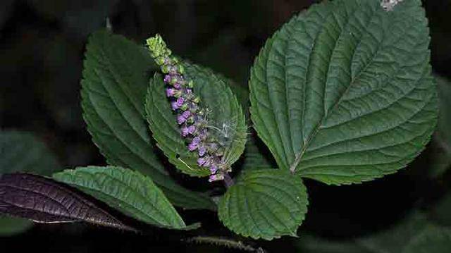 着凉、流鼻涕、鼻塞、喷嚏、咳嗽、风寒感冒,喝它!
