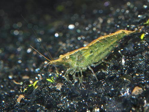 黑壳虾好养吗?该如何养殖