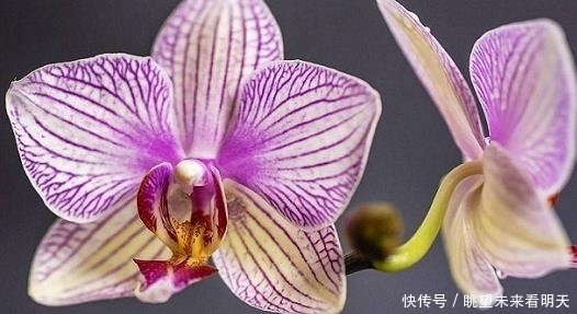 养蝴蝶兰用什么水苔最好 t01aeaa2999c5fdace8.jpg