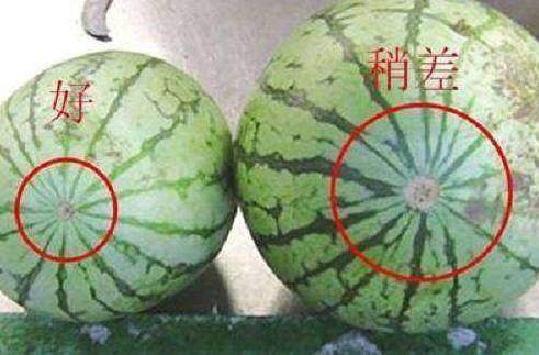 西瓜分公母,母的最甜!学会这3个“窍门”,挑出香甜的西瓜