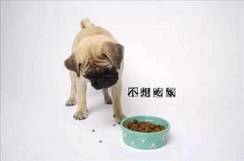 宠物夏季不吃饭、易生病,主人们的一举动,是罪