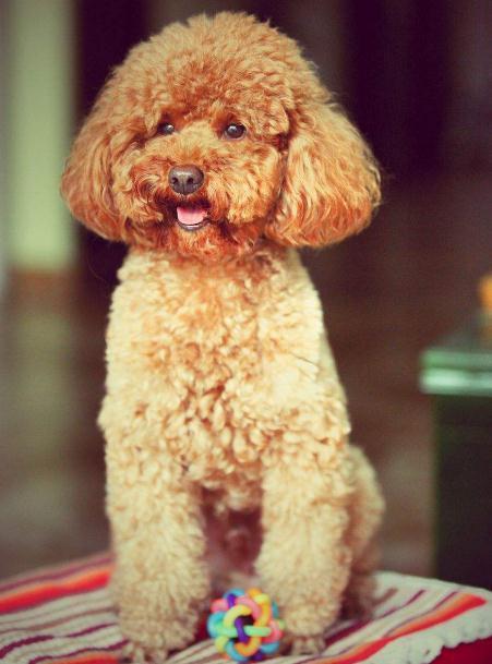 养泰迪犬的注意事项_好搜新知