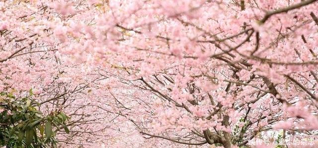 重庆樱花盛开尽显浪漫