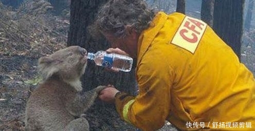 澳大利亚的火考拉