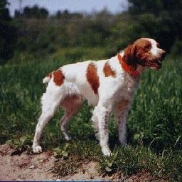 罗大佑《阿郎的故事》你的样子