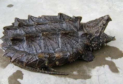 互动性最强的龟是什么品种(巴西龟饲养技巧有哪些?)