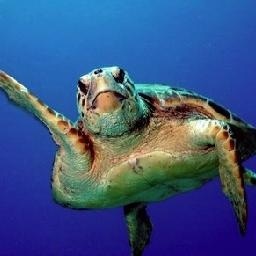 学习了! 这5位CSGO职业哥的分辨率与准星原