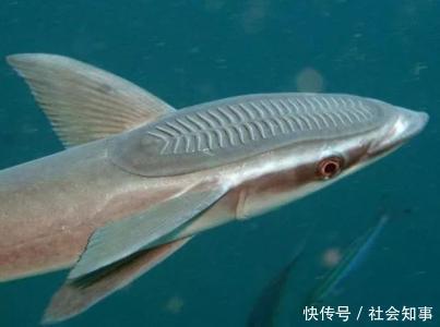 公园池塘清理把水抽干，发现大怪物，眼前景象让众人感到吃惊不已