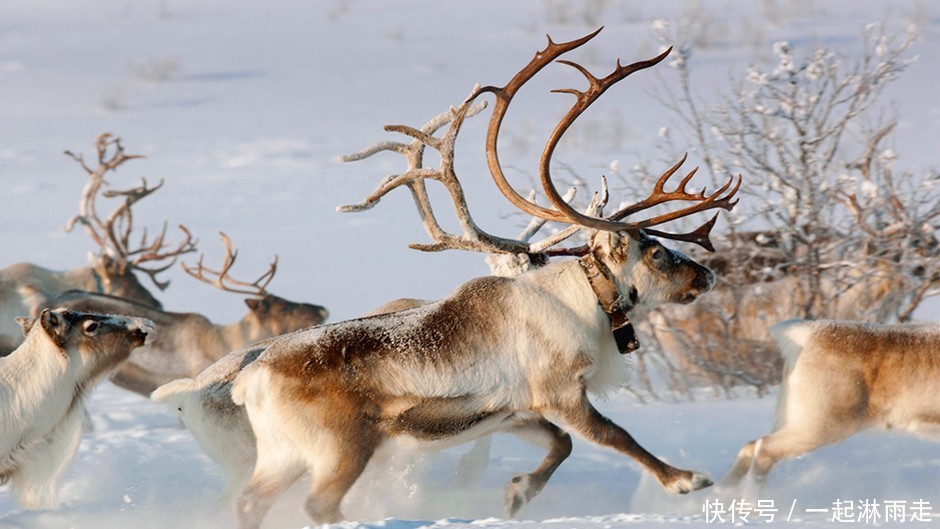 挪威突然下令大量射杀驯鹿竟在圣诞期间,其做