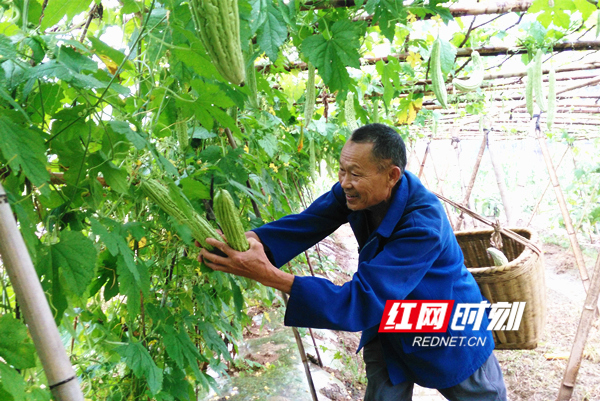 【脱贫摘帽进行时】江华:小菜园种出致富路