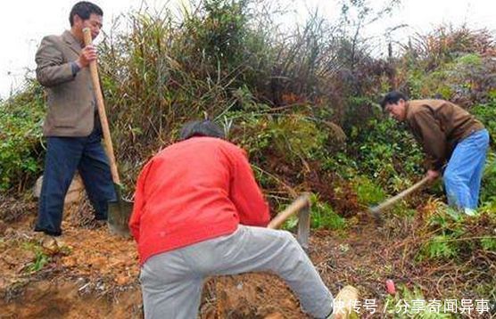 农民上山挖白蚁，挖出了“雷震子”，村民们看到后激动不已！