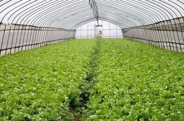 冬季大棚生菜栽培技术,冬季如何种植大棚生菜
