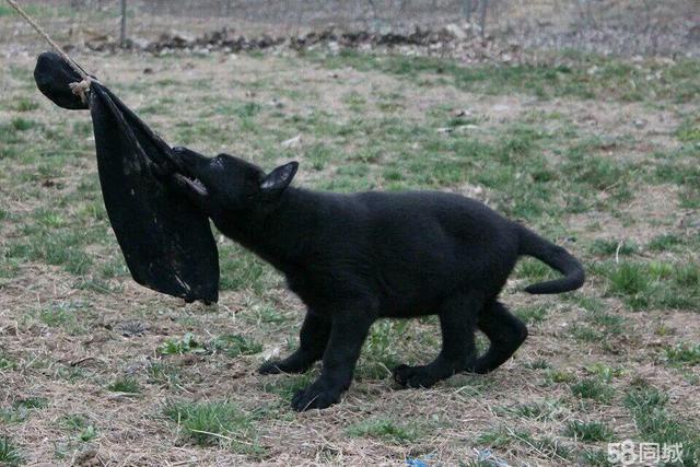 羊犬的饲养方法以及东德牧羊犬和西德牧羊犬的
