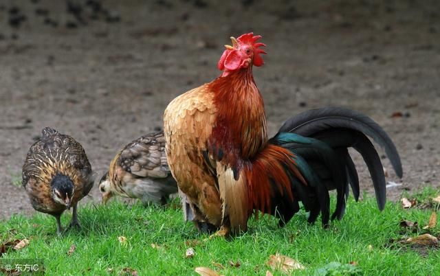 凌晨,又一次半夜鸡叫!A股能否迎来暴跌局势转折点?