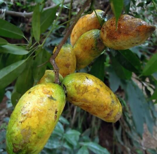 漂亮女人常吃此野果,美容养颜,消除皱纹,还面色