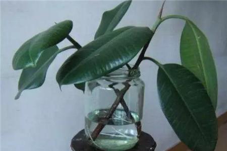 长寿花 蟹爪兰 橡皮树的简单扦插方法!