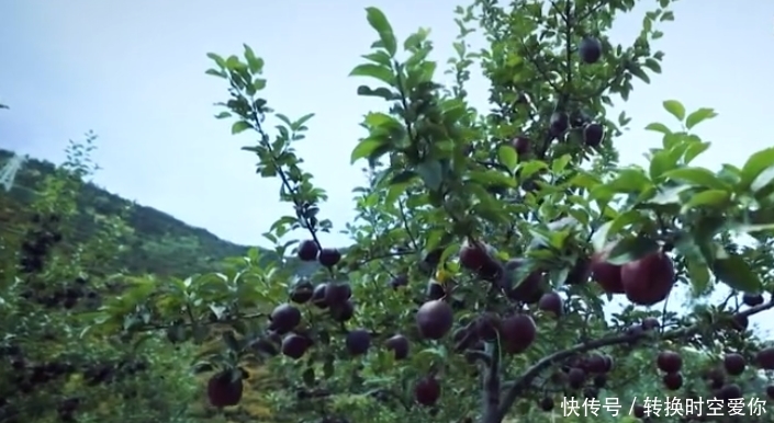一个苹果卖80块,农村大叔种植黑苹果,除了够 黑