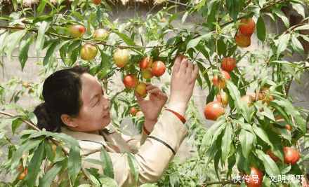 卖完油桃回家，10岁儿子躺在沙发上哭，打开灯后，我卖房离婚