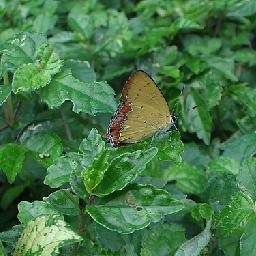 AU软件 使用教程