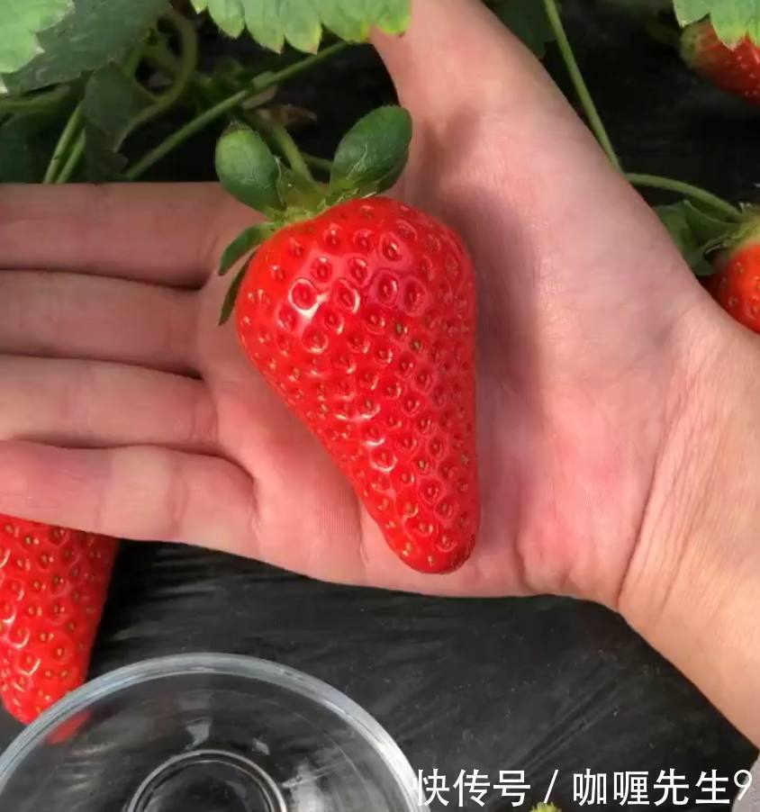 农民种植的草莓,这样销售,碰上这种“吃货”亏的底裤都没得穿