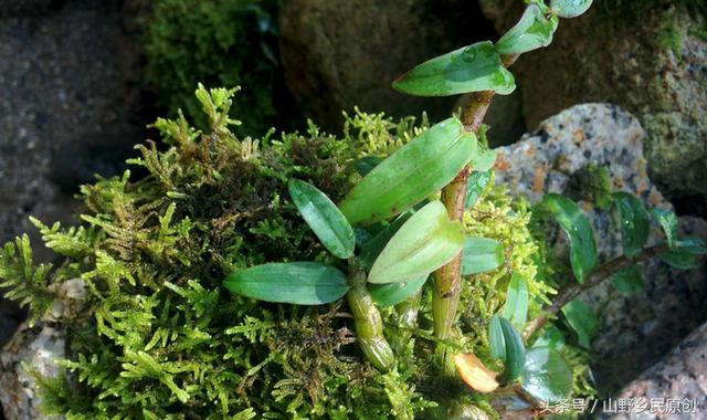 铁皮石斛的营销骗局,有多少人幸免了