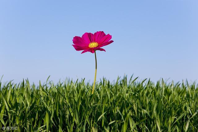 《白日不到处,青春恰自来》一首孤独了300年的