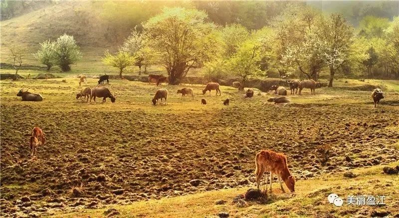 去了盈江才知道，这才叫生活!