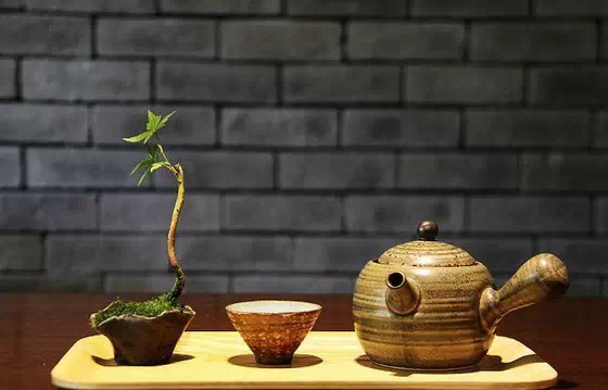 苔藓微景观:品茶,养苔藓的禅意人生