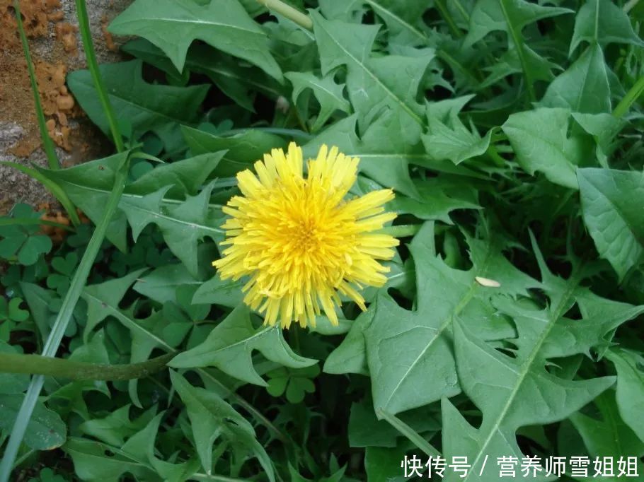 夏天热,脸出油,长痘痘,湿热重,浑身难受,用它泡