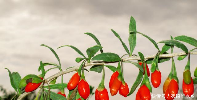 枸杞子怎么吃最好怎么挑选枸杞