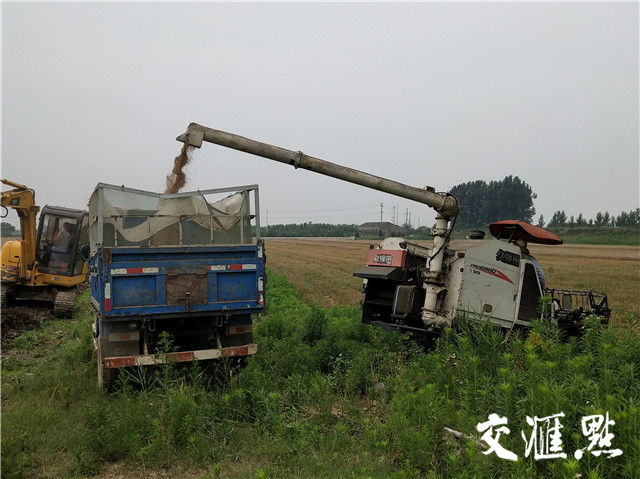 麦子市场价比去年同期低了一成!还种不种粮，农民有点纠结