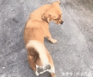 为防止狗子比较,贞操鬼混铁皮女生裤,这下它男子自制闷图片