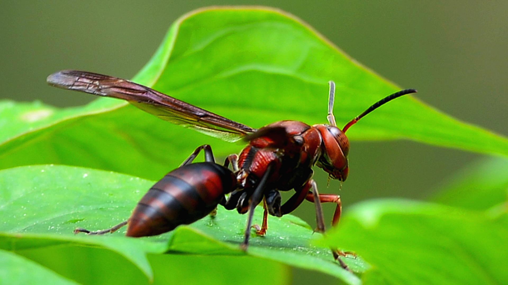 一只小蜜蜂，飞在花丛中|摄影|动物|秦岭半仙儿 - 原创作品 - 站酷 (ZCOOL)