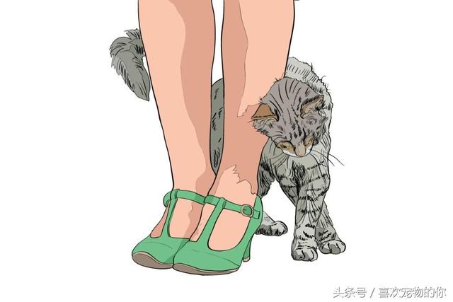 如何判定你的猫是否喜欢你,这9个信号告诉你。