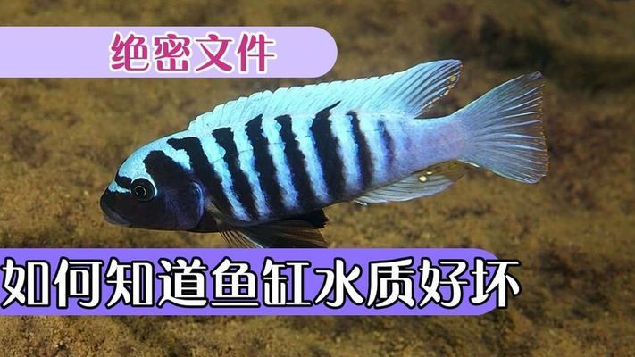 龍魚和虎頭鯊能混養(yǎng)嗎圖片對比（龍魚和虎頭鯊能混養(yǎng)嗎圖片對比視頻）