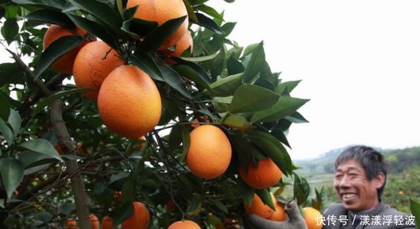 2019年适合种植什么柑橘品种你家种植了吗