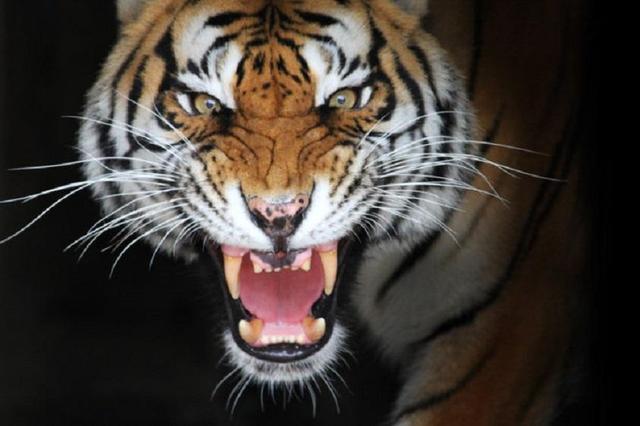 明知山有虎,偏向虎山行。是什么意思