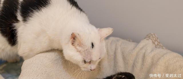 捡到流浪幼猫应该如何喂养可以按这两种情况来